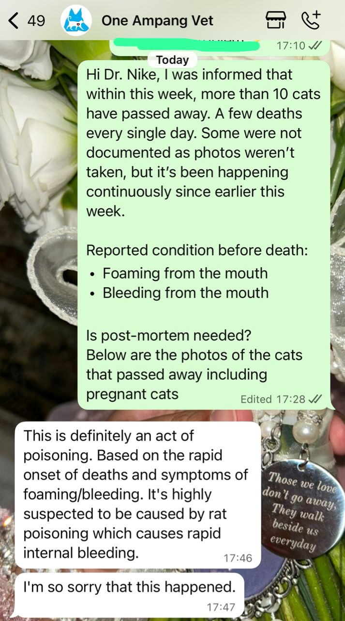 cats dead apartment (3)