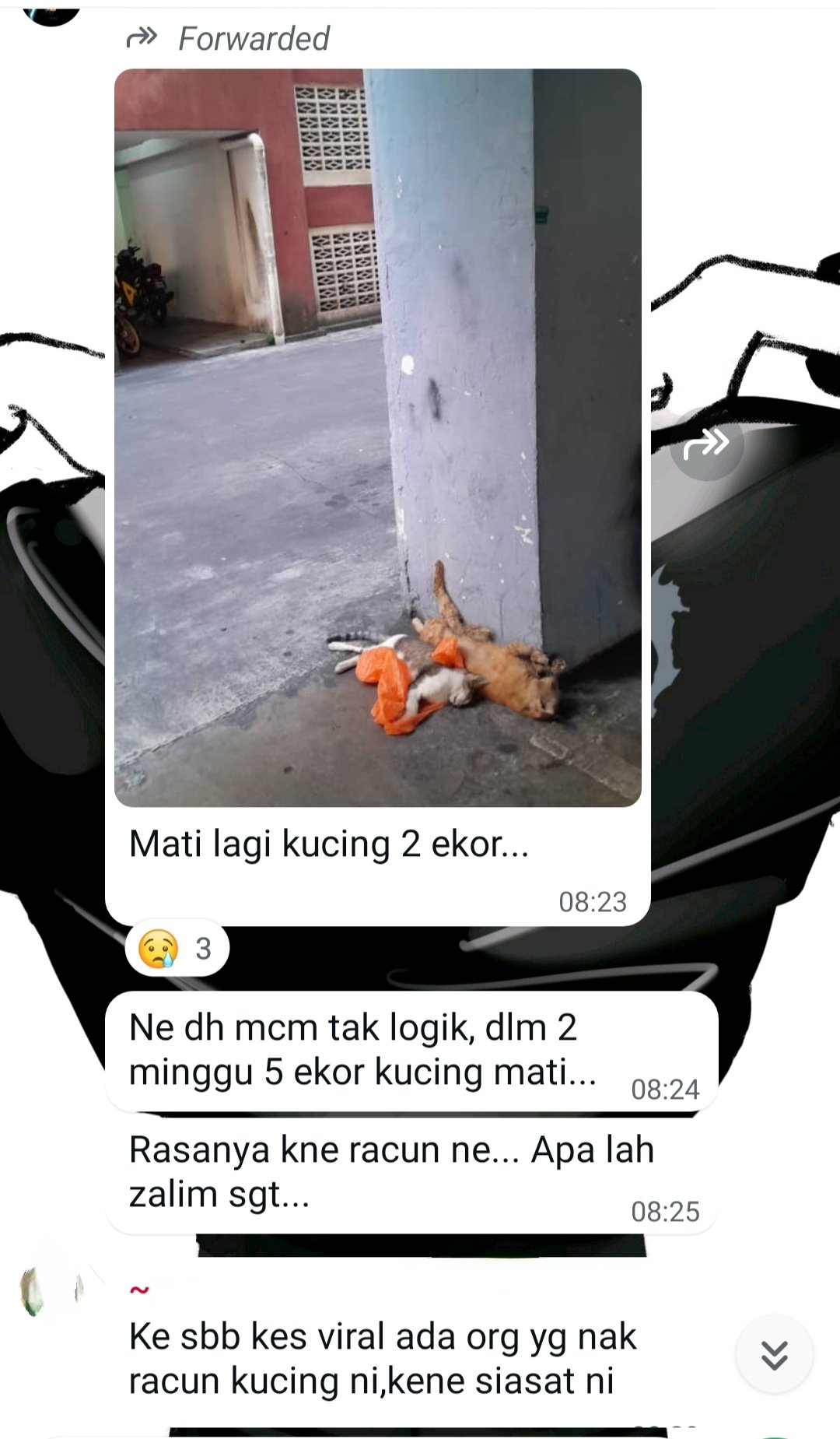 cats dead apartment (4)