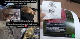 cats dead apartment poison