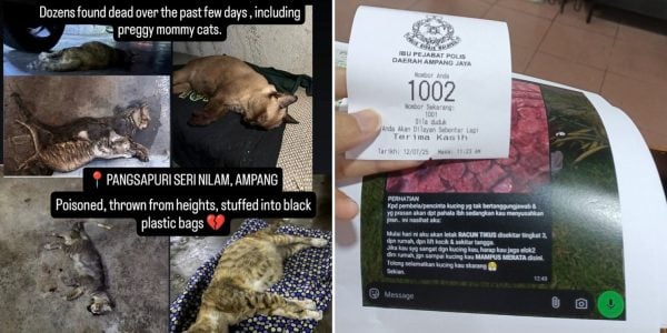 cats dead apartment poison