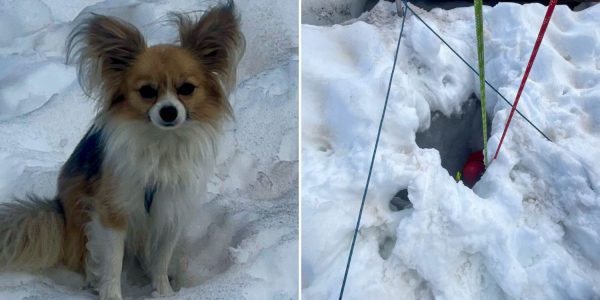chihuahua owner fell glacier