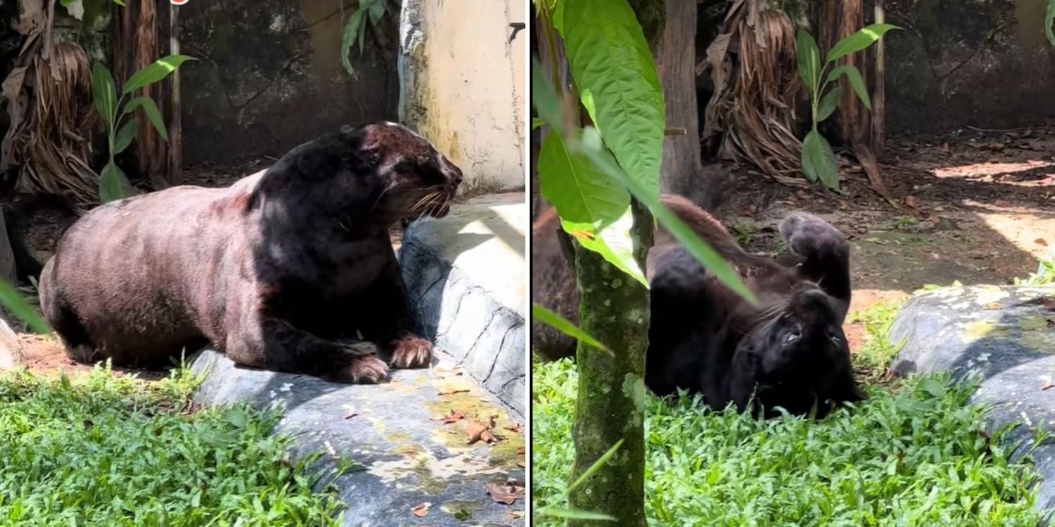 chonky panther malaysia