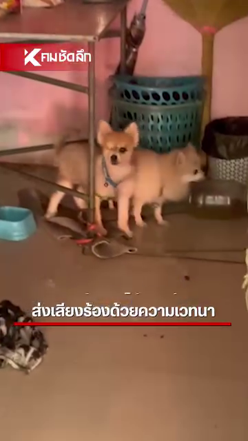 dogs owner's body leashed