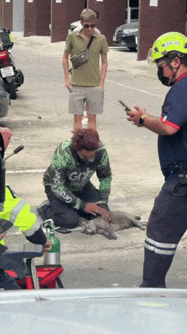 grab rider rescuing cat