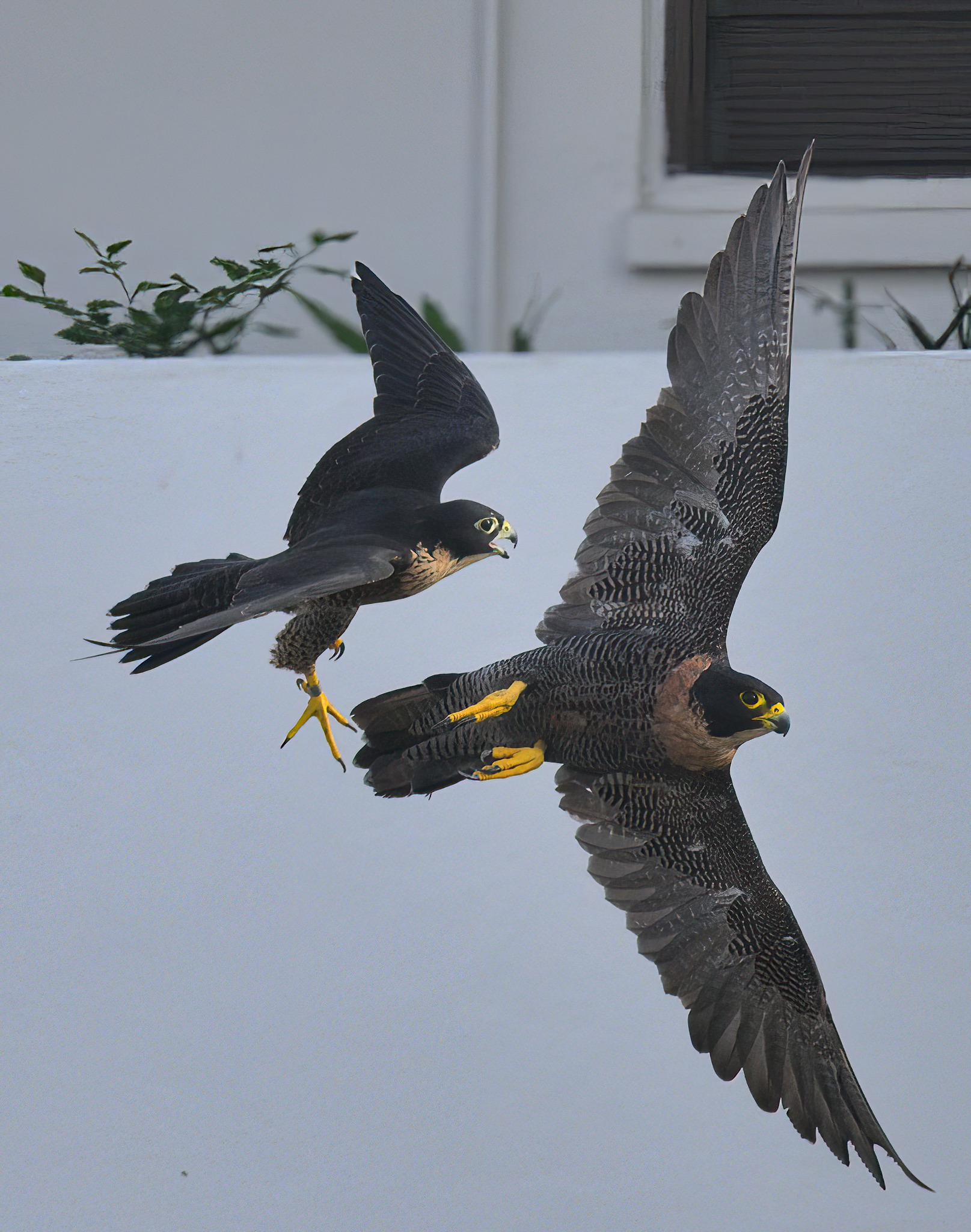 peregrine falcon child