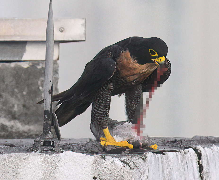 peregrine falcon child