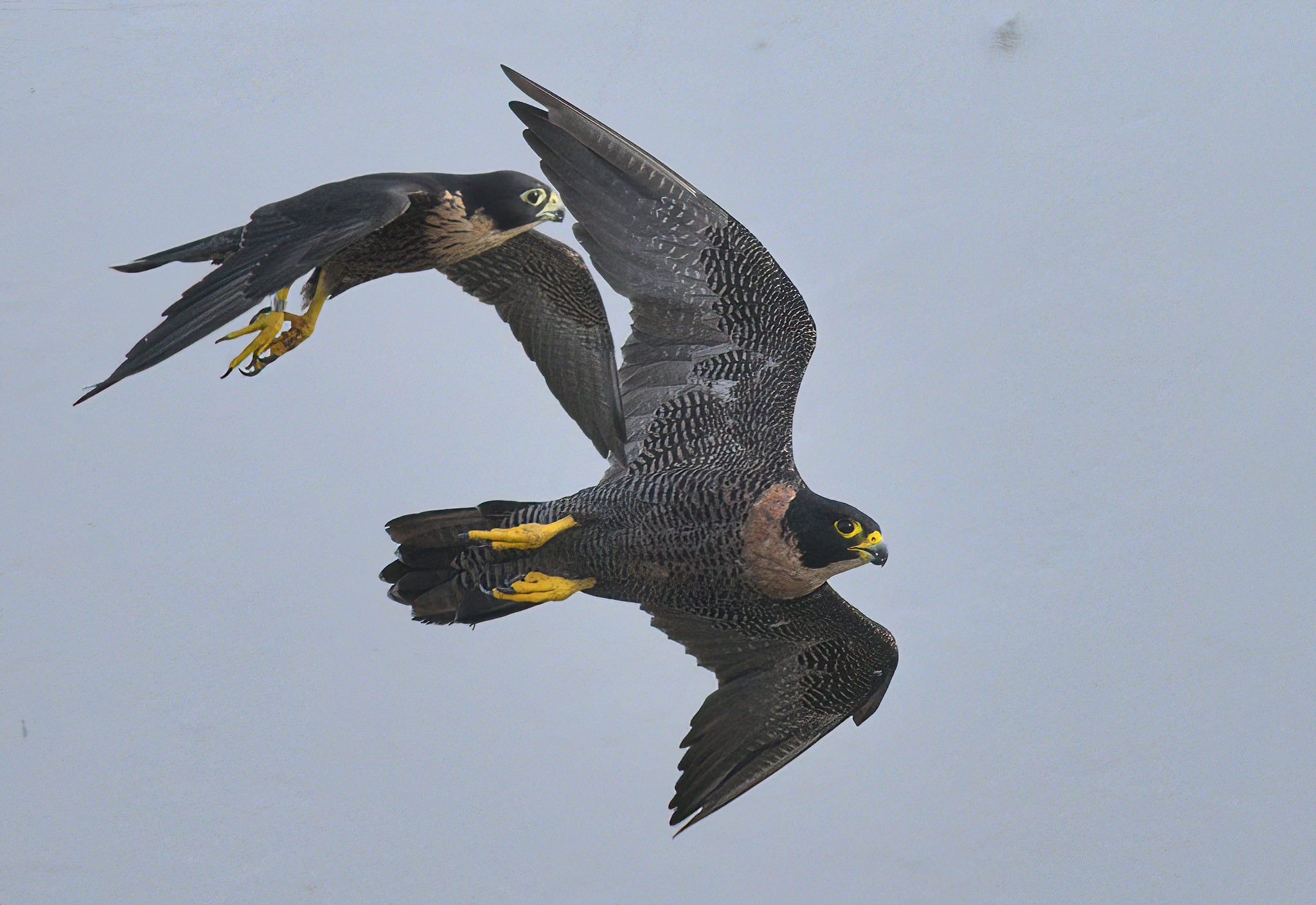 peregrine falcon child