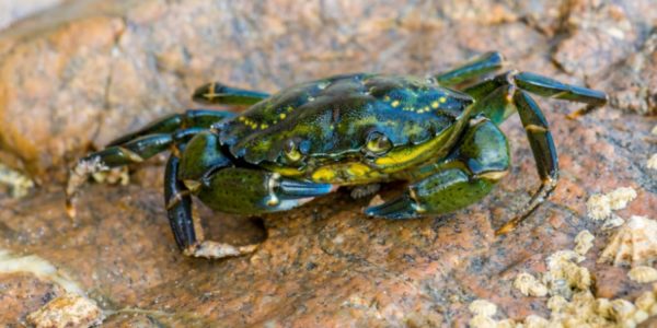 flesh-eating bacteria crab