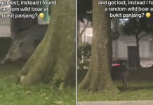 huge wild boar