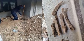 human bones home china