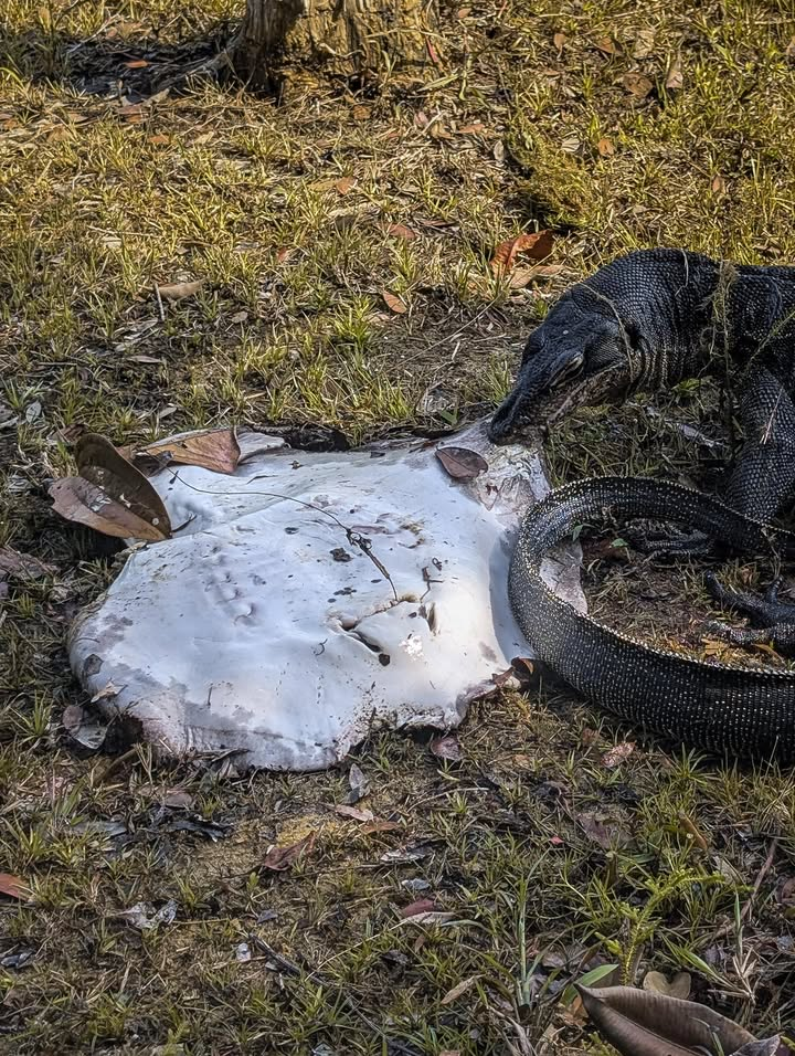monitor lizard stingray macritchie