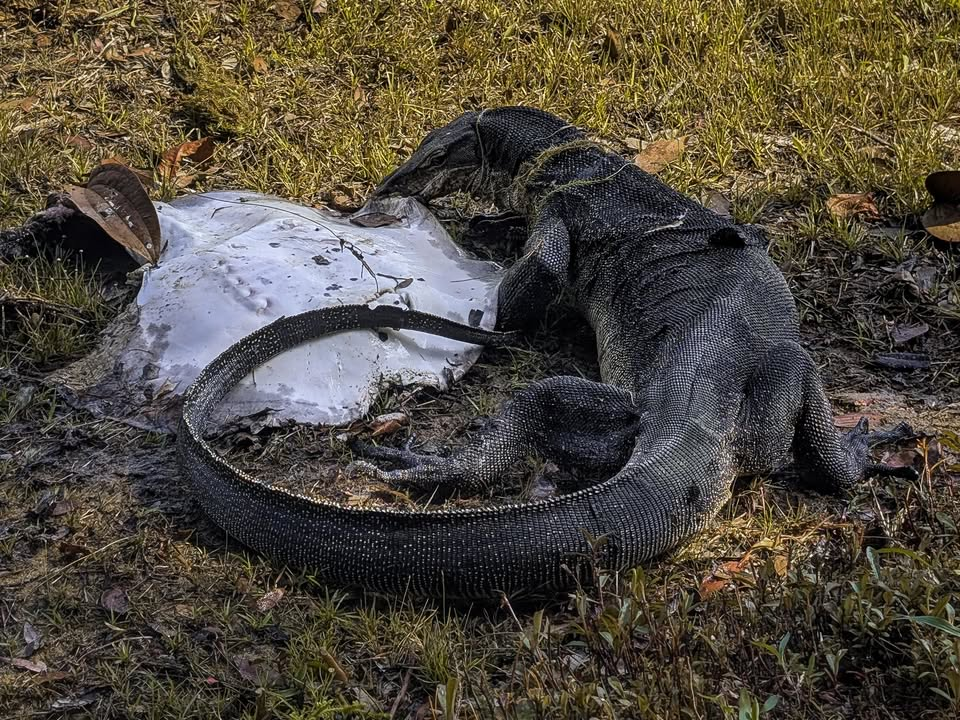 monitor lizard stingray macritchie