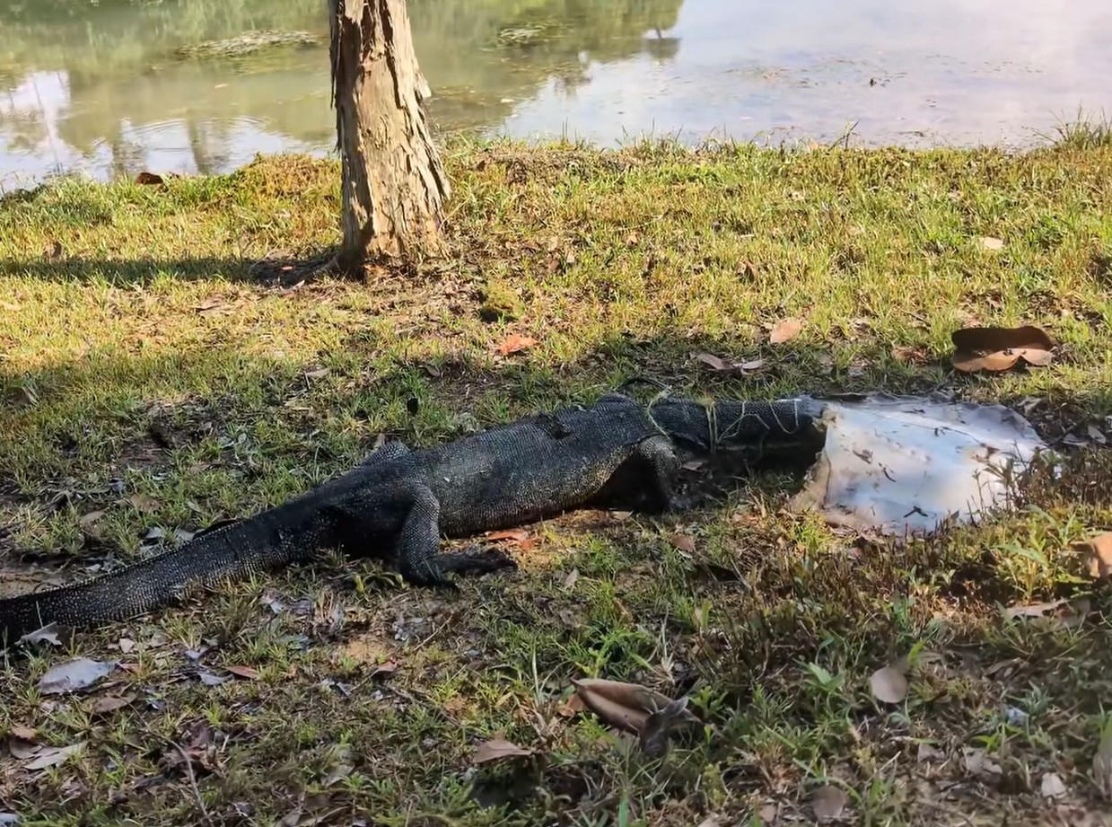 monitor lizard stingray macritchie