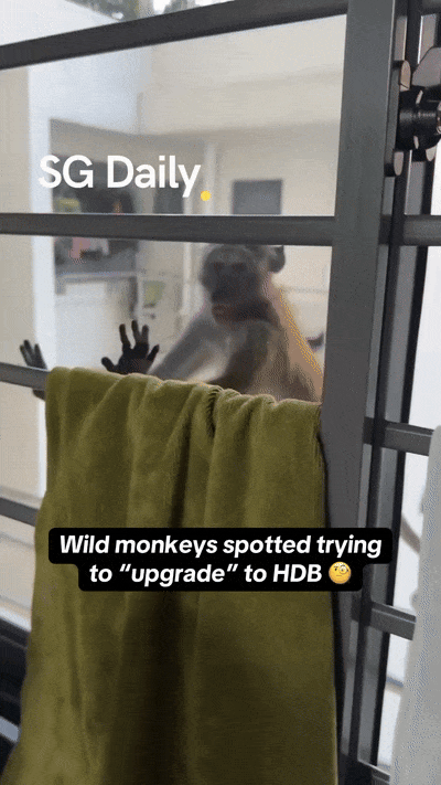 wild monkeys hdb