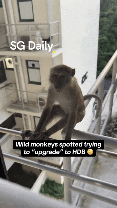 wild monkeys hdb