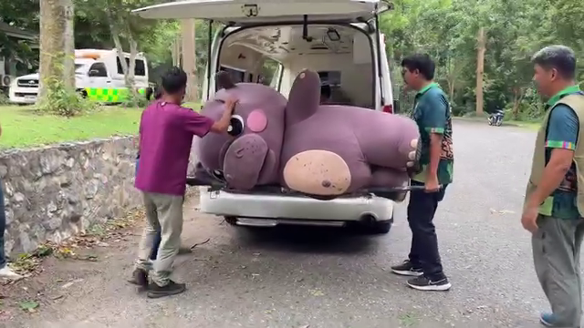 moo deng mascot drill sedated