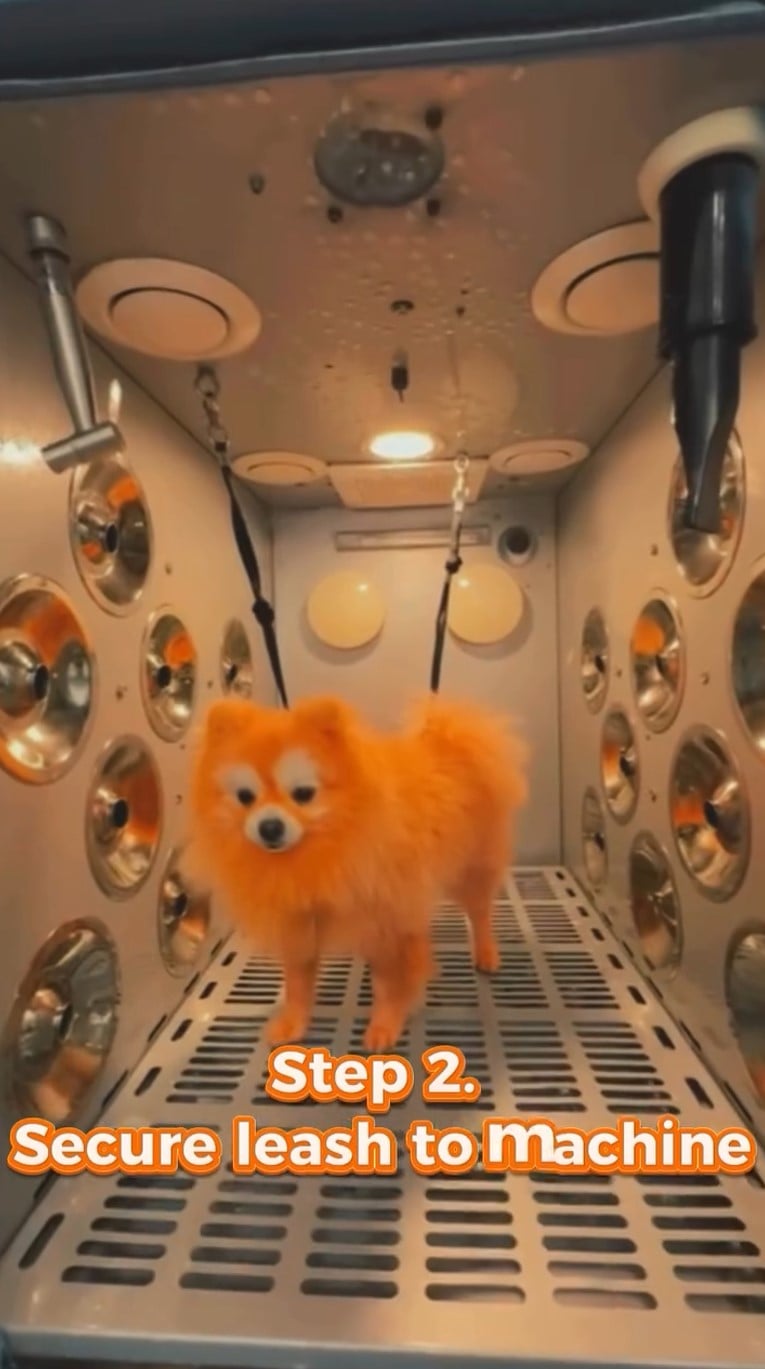pet auto washer