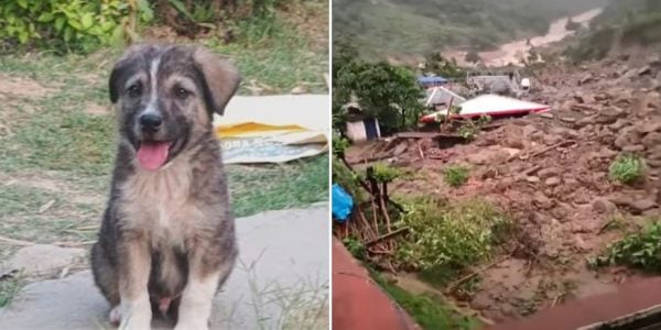 puppy saves villagers landslide
