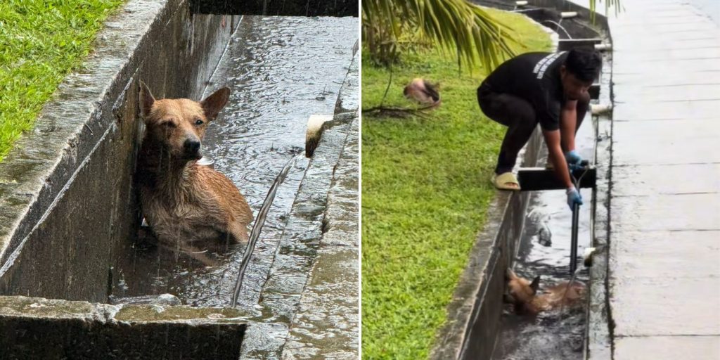 Men in M'sia rescue injured dog stuck in flooded drain amid heavy rain