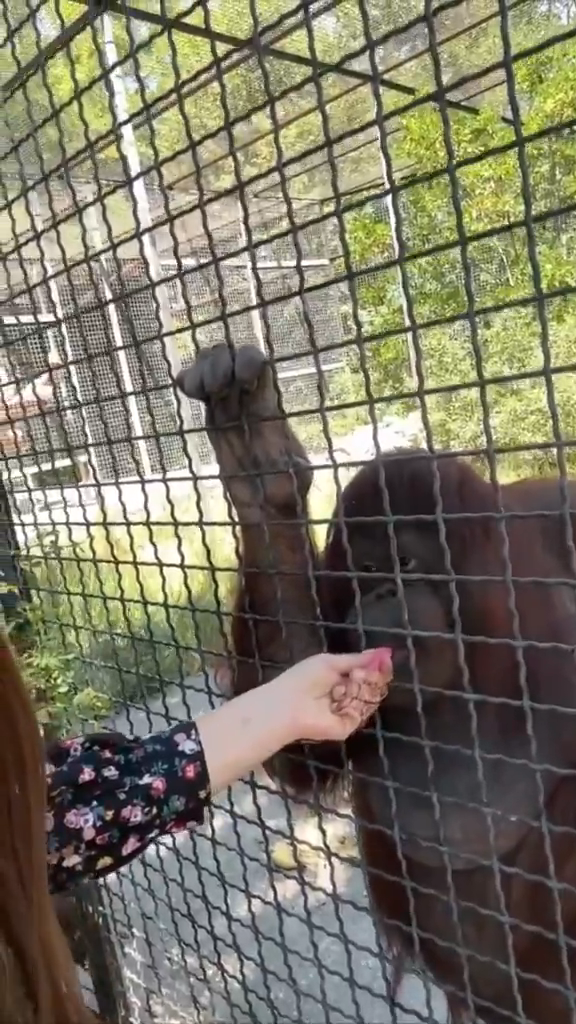 boxer orangutan vape pen