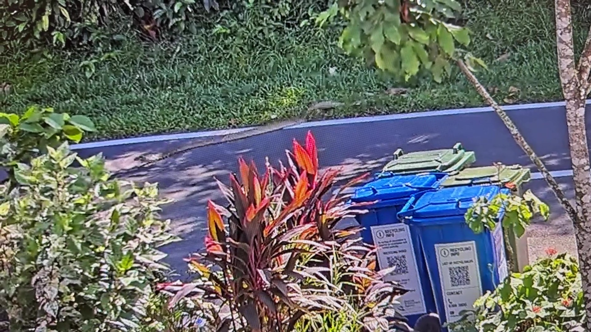 python old upper thomson