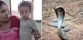 toddler cobra india