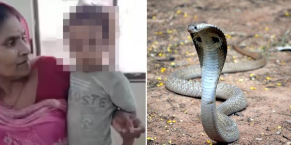 toddler cobra india