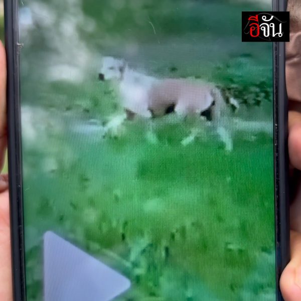 man sexually harassing dog