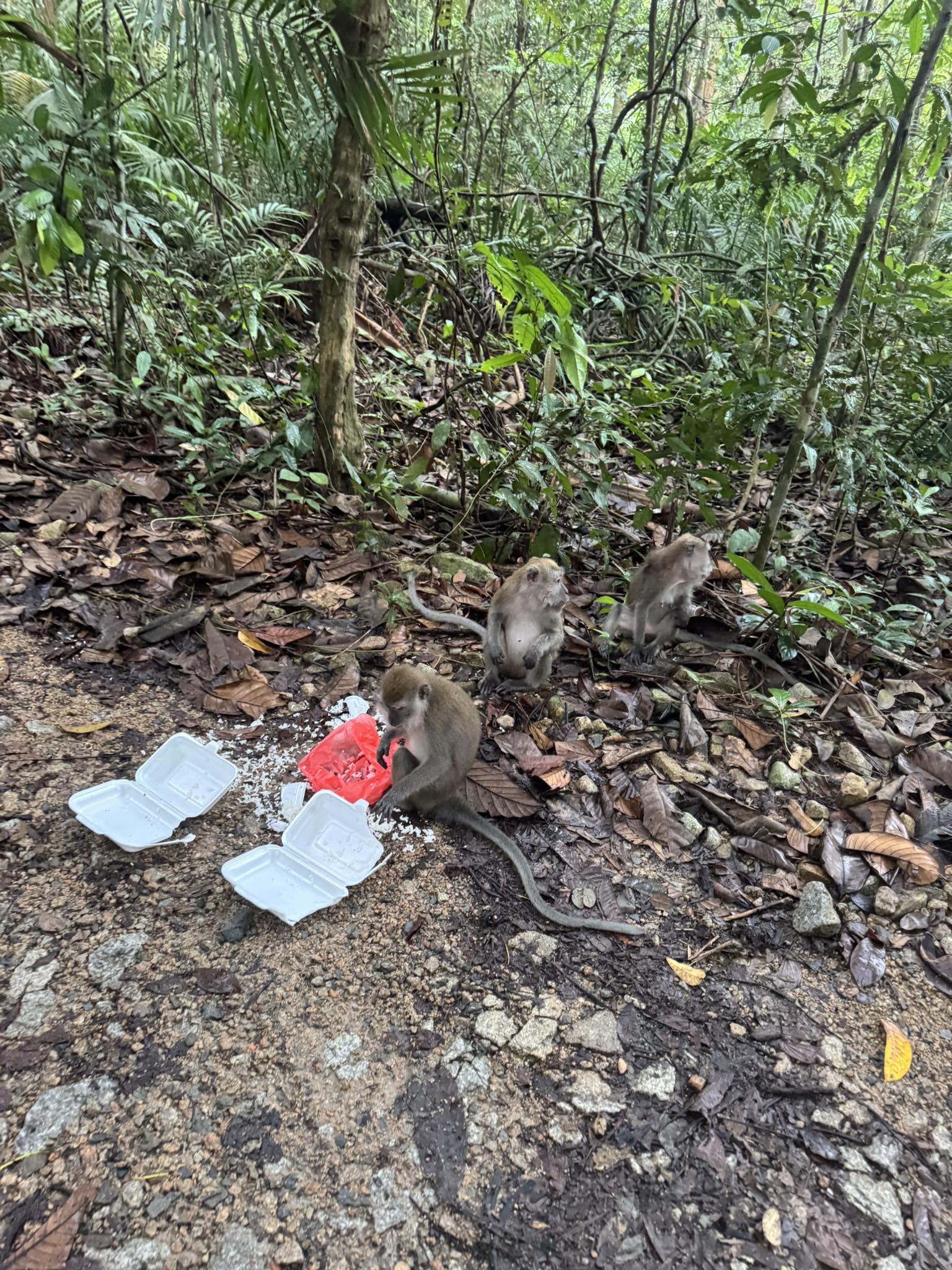 monkeys leftover rice