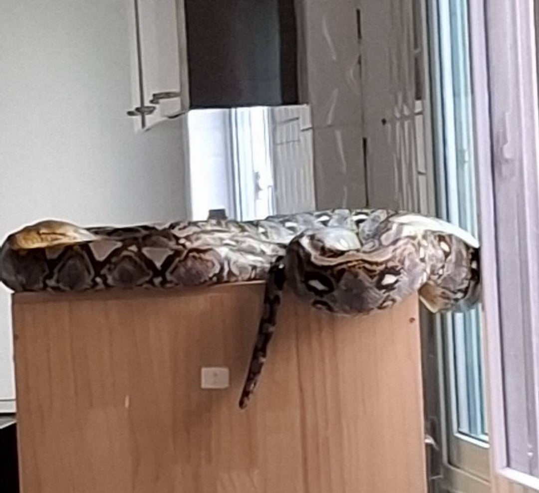 python cat room