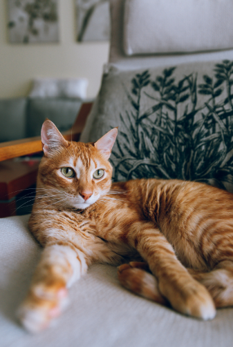 woman fine cat train