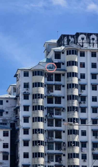 greyhound trapped apartment