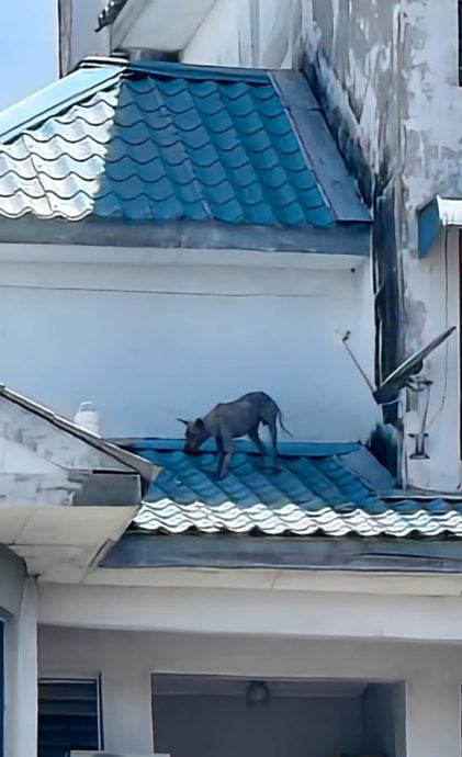 greyhound trapped apartment