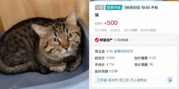 cat auctioned china