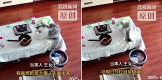 cat gold bracelet bin