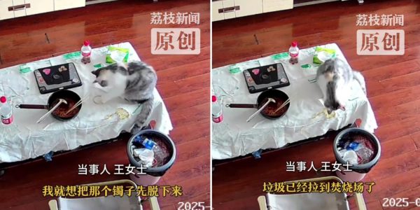 cat gold bracelet bin