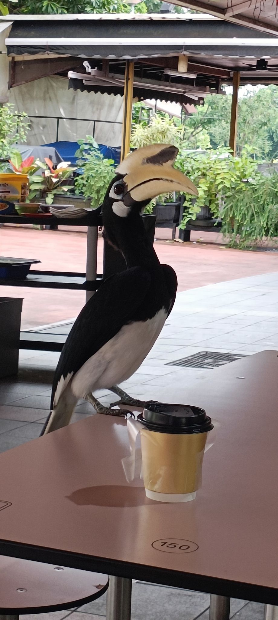 changi village hornbill