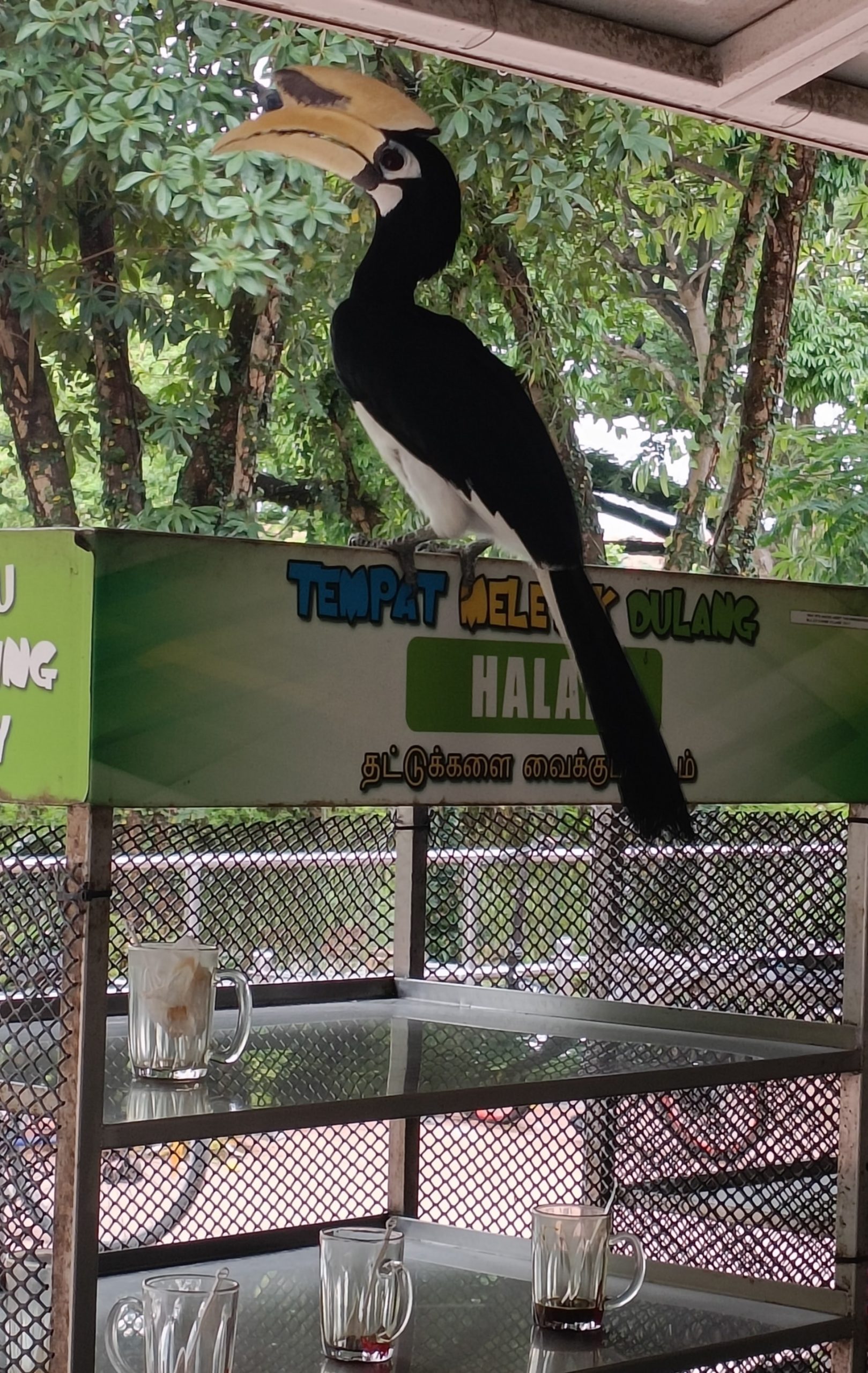 changi village hornbill