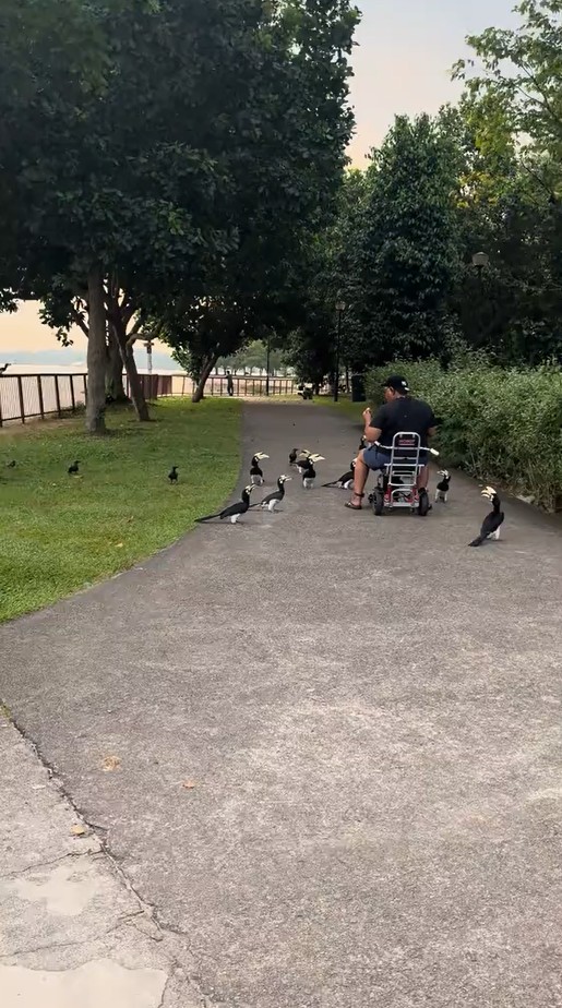 changi village hornbill