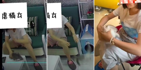 customer tortured cats