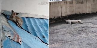 dog death rescue failed