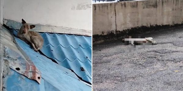 dog death rescue failed