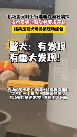 police dog suitcase snacks