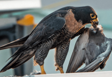 falcon pigeon