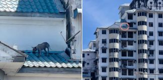 greyhound trapped apartment