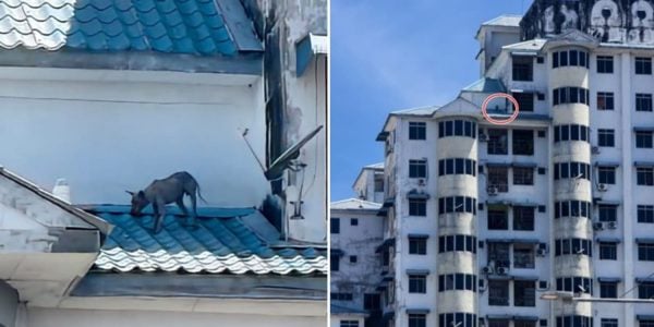 greyhound trapped apartment