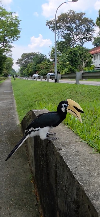 seletar hornbills bread