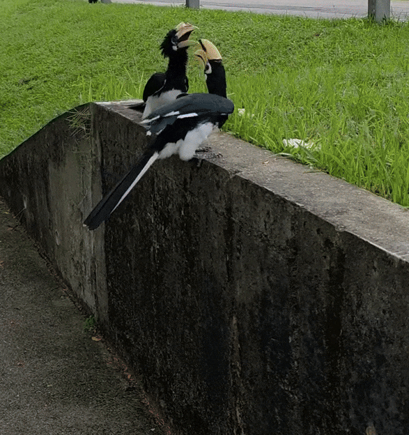 seletar hornbills bread