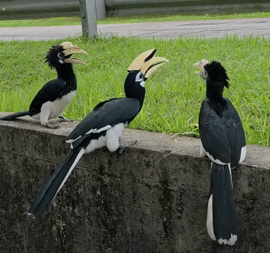 seletar hornbills bread
