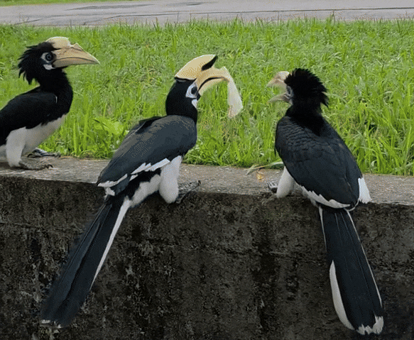 seletar hornbills bread